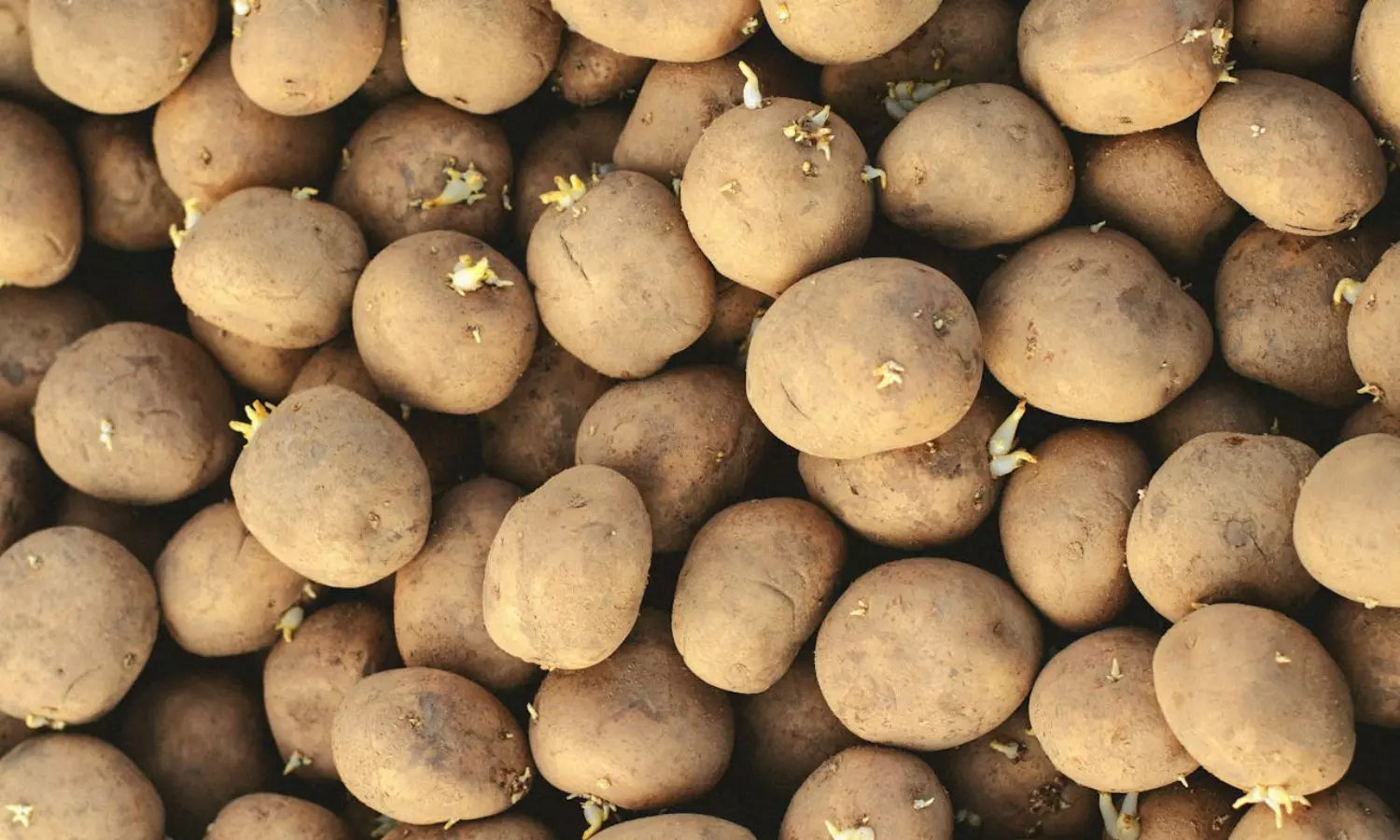 Why not eat sprouted potatoes?