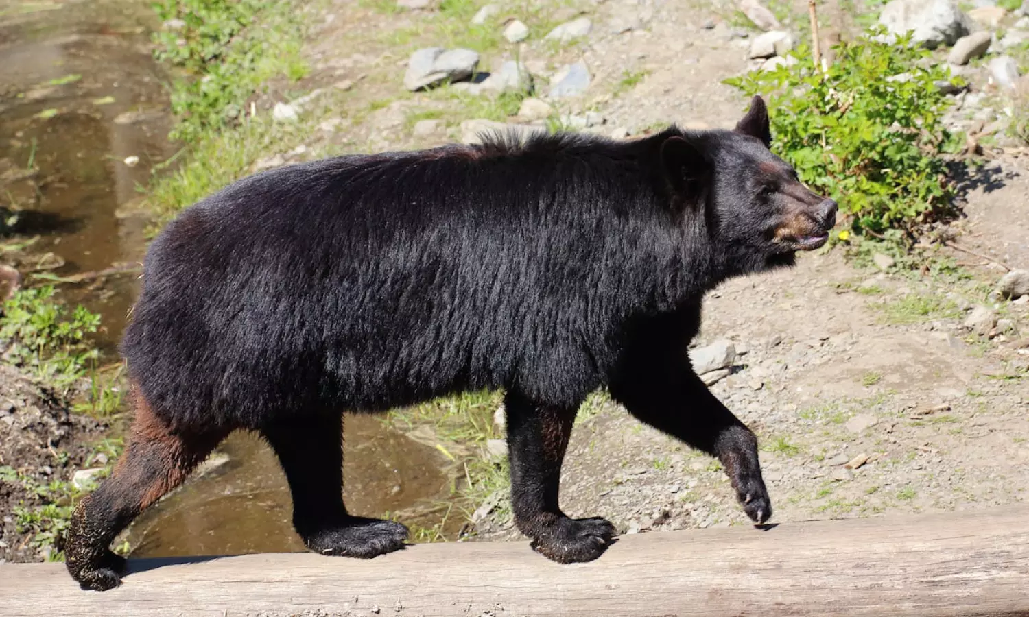 Romanias government has decided to kill 500 bears