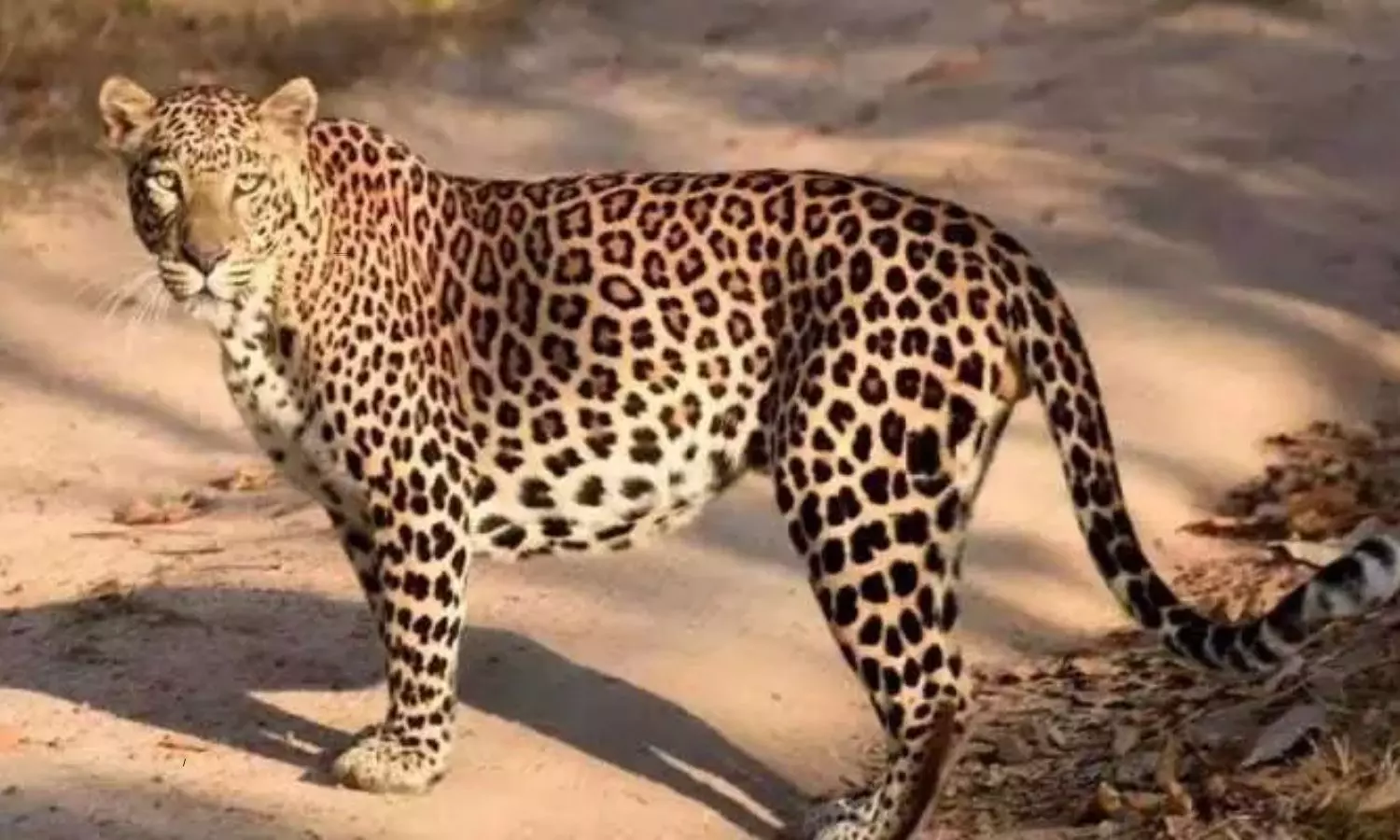 Leopard migration in Kotala village of Tirupati district