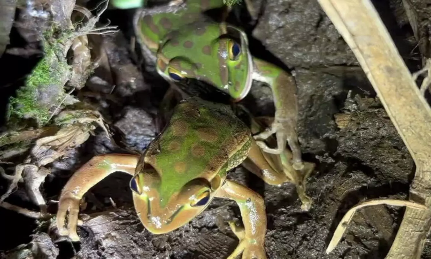 Female Frogs From Australia Eat up Male Frogs if They Don