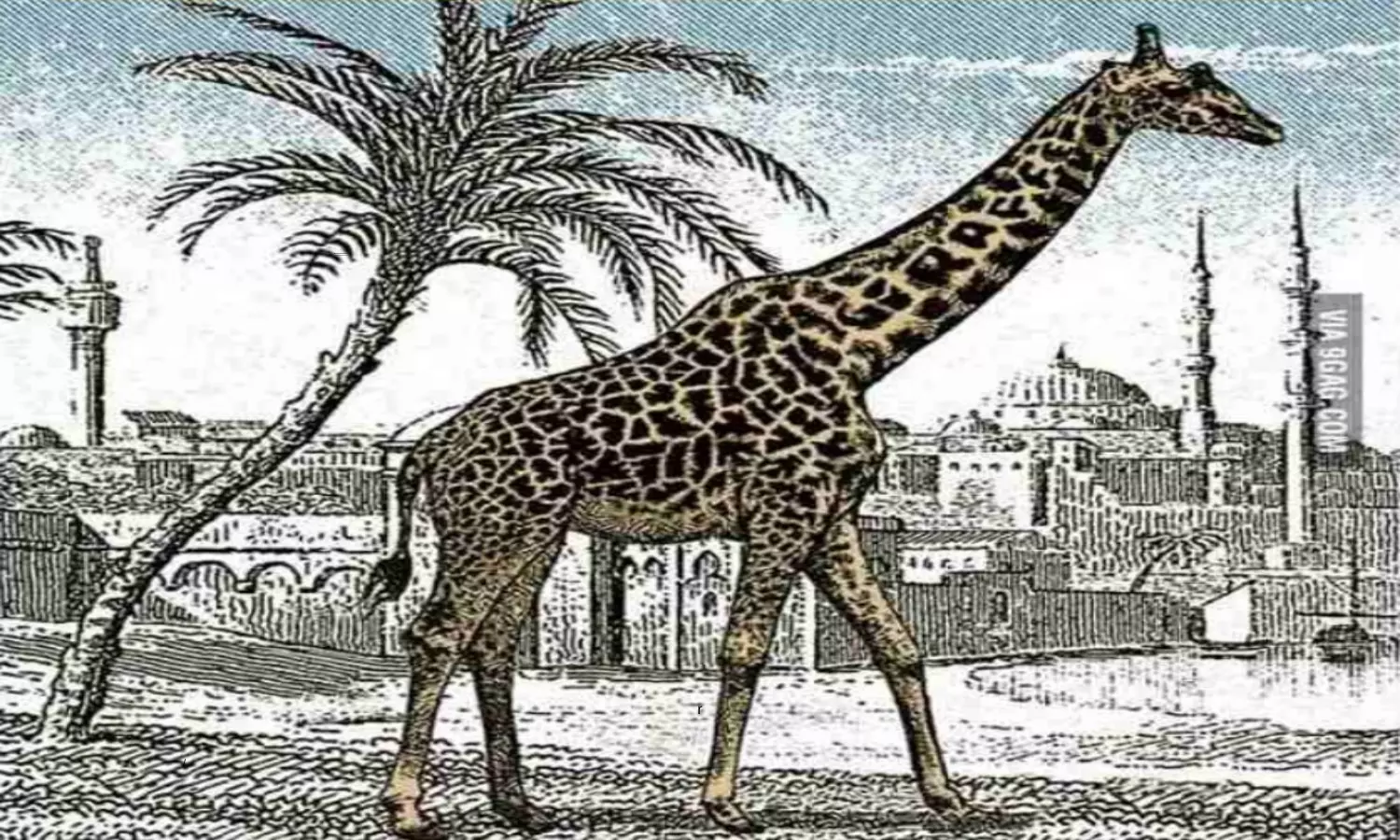 Optical Illusion Can you Find There is GIRAFE Word in This Photo