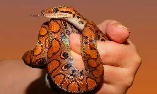 This may be safe to do in case of snakebite This may be safe to do in case of snakebite