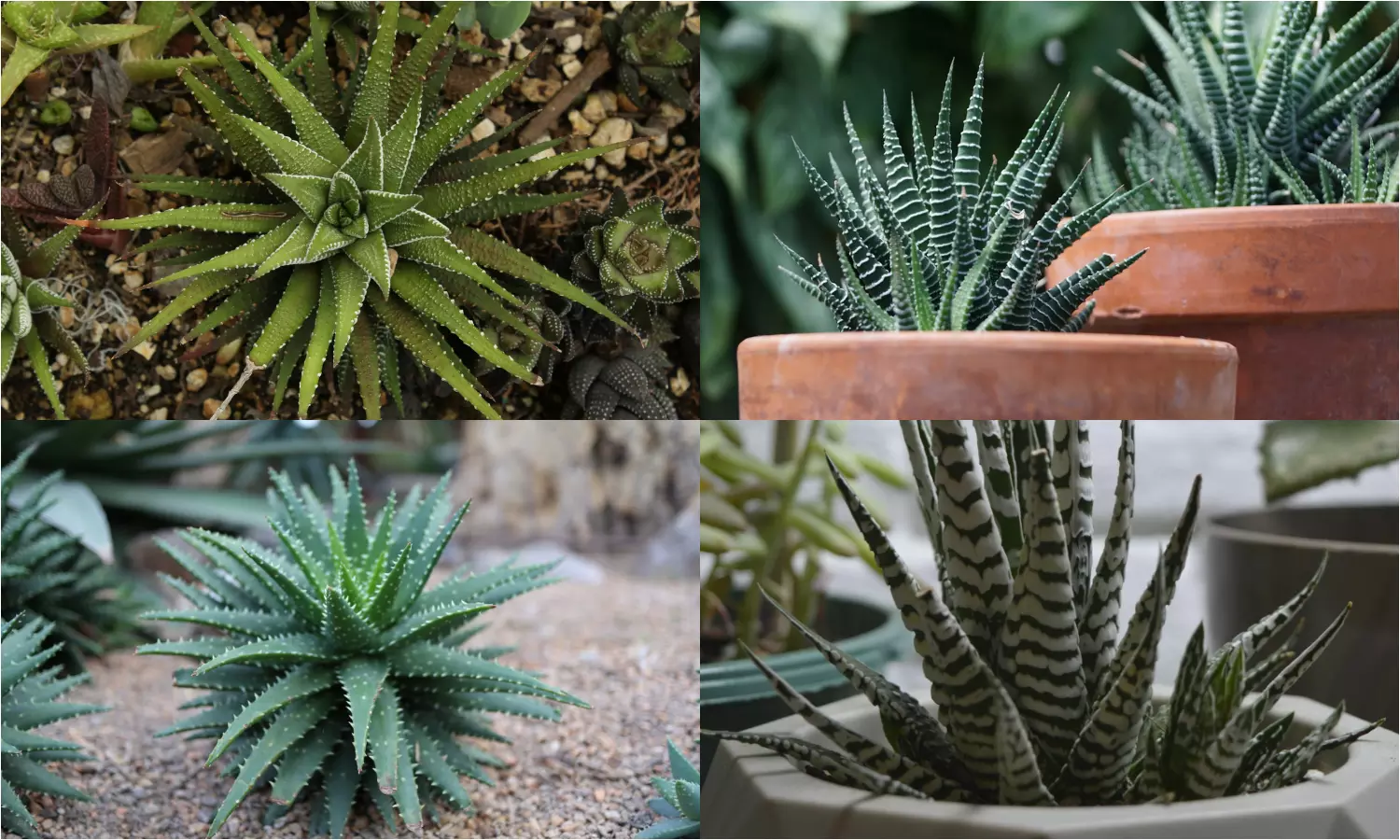 Zebra plant Different varieties grow in home to get oxygen