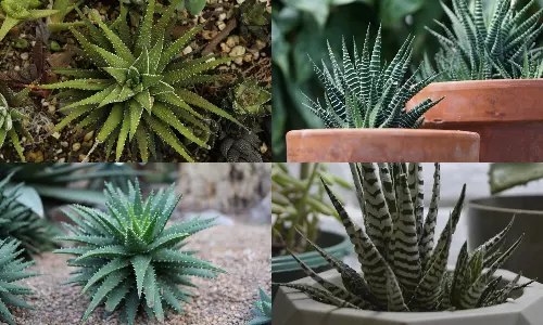 Zebra plant Different varieties grow in home to get oxygen Zebra plant Different varieties grow in home to get oxygen