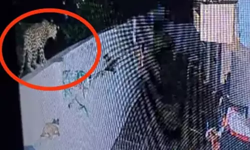 Leopard Spotted in Srisailam Leopard Spotted in Srisailam