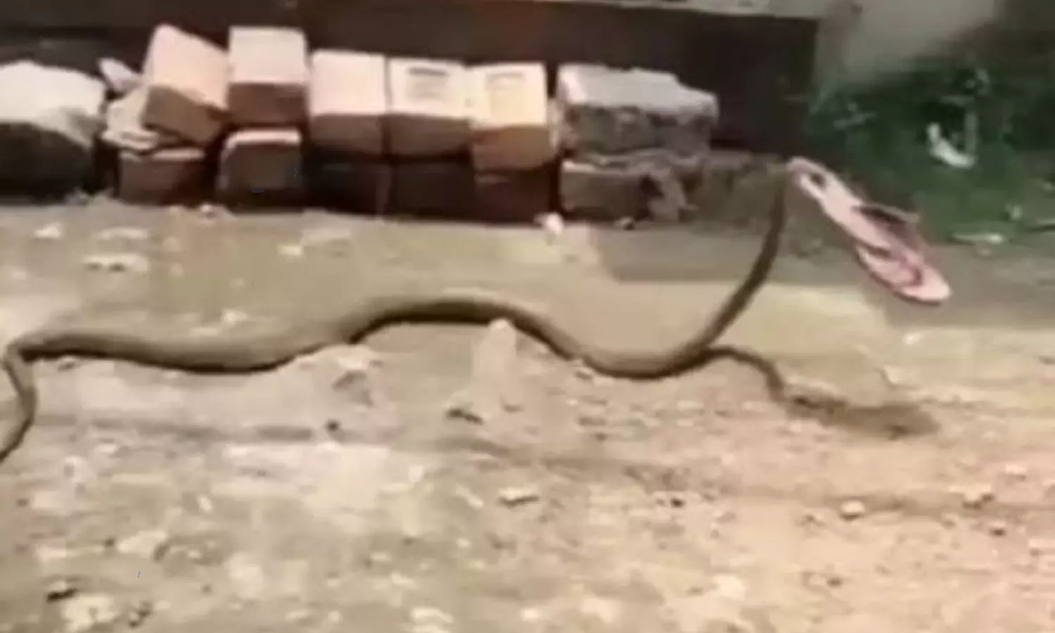 A snake run away with slipper video goes viral in social media