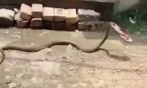 A snake run away with slipper video goes viral in social media A snake run away with slipper video goes viral in social media