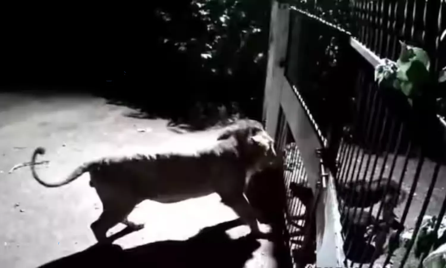 Two dogs attack on lions video goes viral in social media