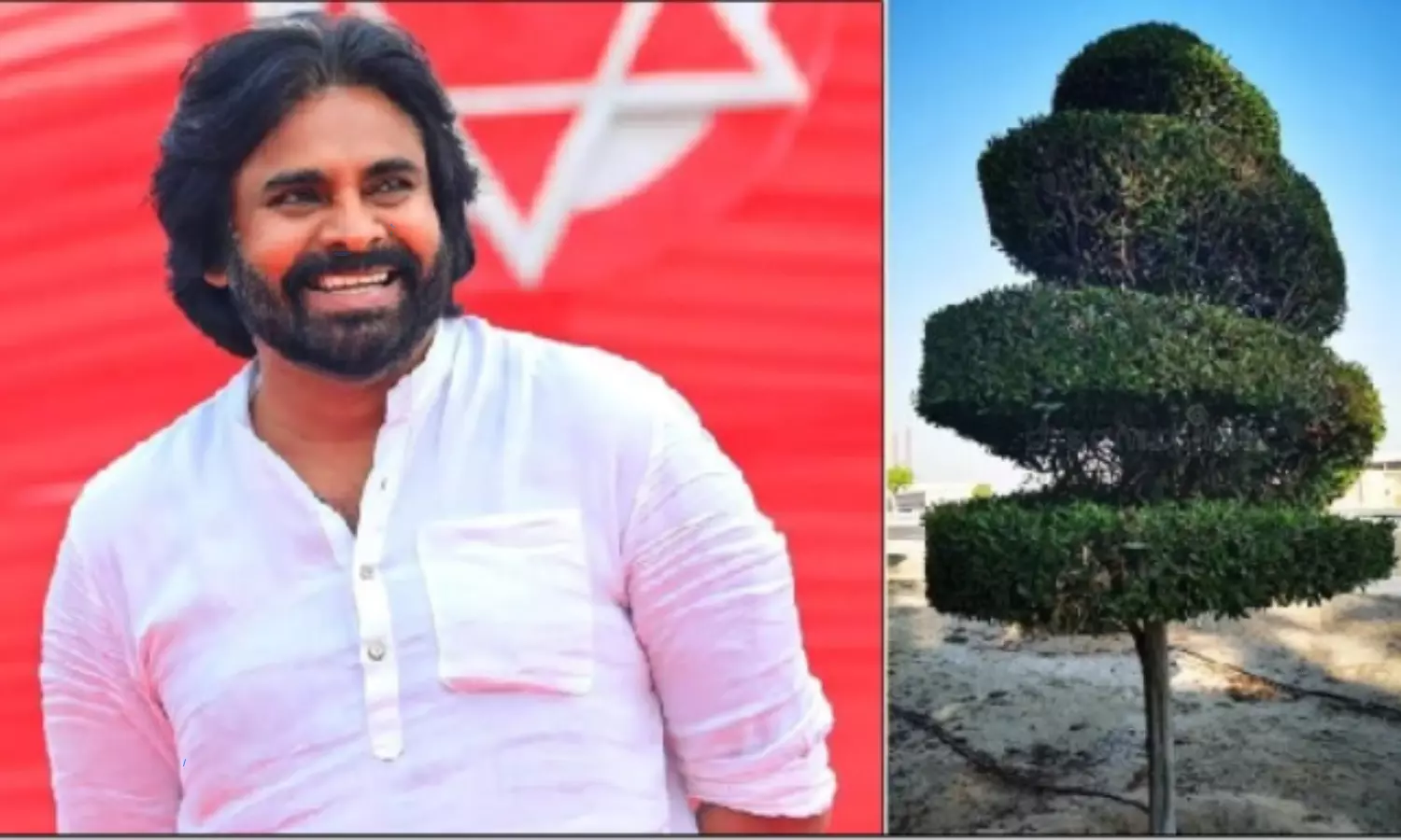 AP Deputy CM Pawan Kalyan Says Dont Plant Conocarpus Trees