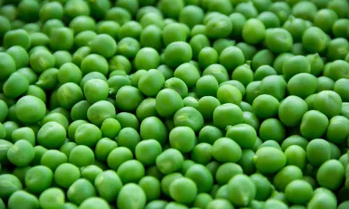 Health Benefits of Green Peas are reduced from sugar to heart diseases Health Benefits of Green Peas are reduced from sugar to heart diseases