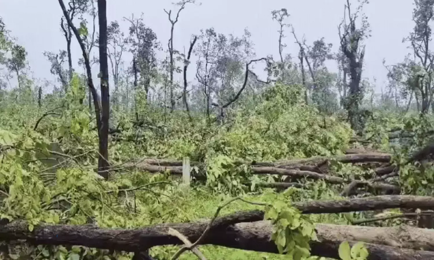 Tornado Like Storm Ravages Medaram Forest Over 1 lakh Trees Uprooted