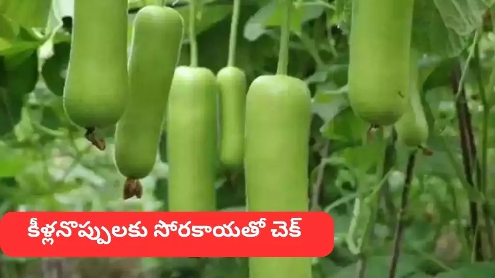 If you are suffering from joint pain due to uric acid, you can reduce it with Bottle Gourd