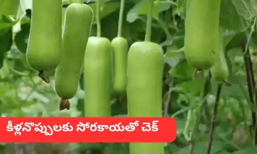 If you are suffering from joint pain due to uric acid, you can reduce it with Bottle Gourd