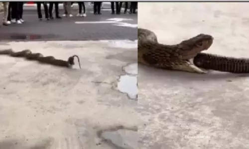 King cobra swallow 3 snakes video goes viral in social media King cobra swallow 3 snakes video goes viral in social media