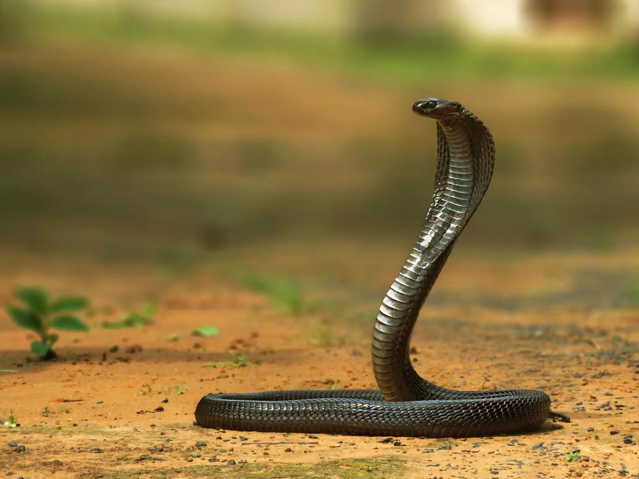 Snake in mouth: పామును నోట్లో పెట్టుకుని రీల్స్ వీడియో.. తెలంగాణలో యువకుడి మృతి