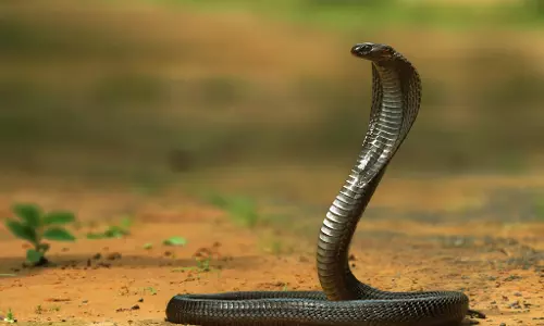 Snake in mouth: పామును నోట్లో పెట్టుకుని రీల్స్ వీడియో.. తెలంగాణలో యువకుడి మృతి