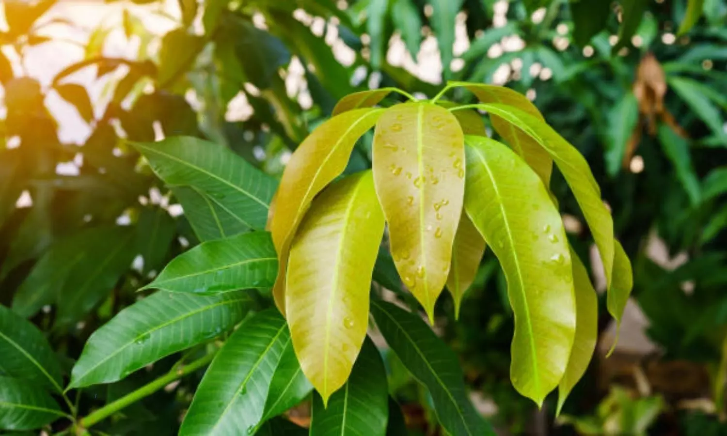 These are the health benefits with mango leaves