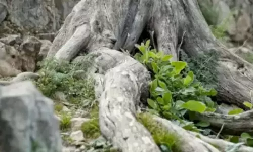 Photo puzzle Can you find there is a rabbit in this photo Photo puzzle Can you find there is a rabbit in this photo