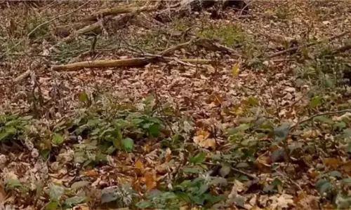 Photo puzzle can you find there is a cat hidden in this photo Photo puzzle can you find there is a cat hidden in this photo