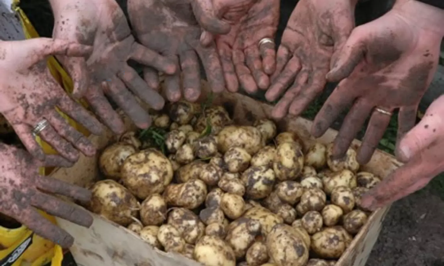 Expensive Potato: ప్రపంచంలోనే అత్యంత ఖరీదైన బంగాళదుంప.. ధరలో బంగారంతో పోటీ.. పండిస్తే కోట్లకు అధిపతే..