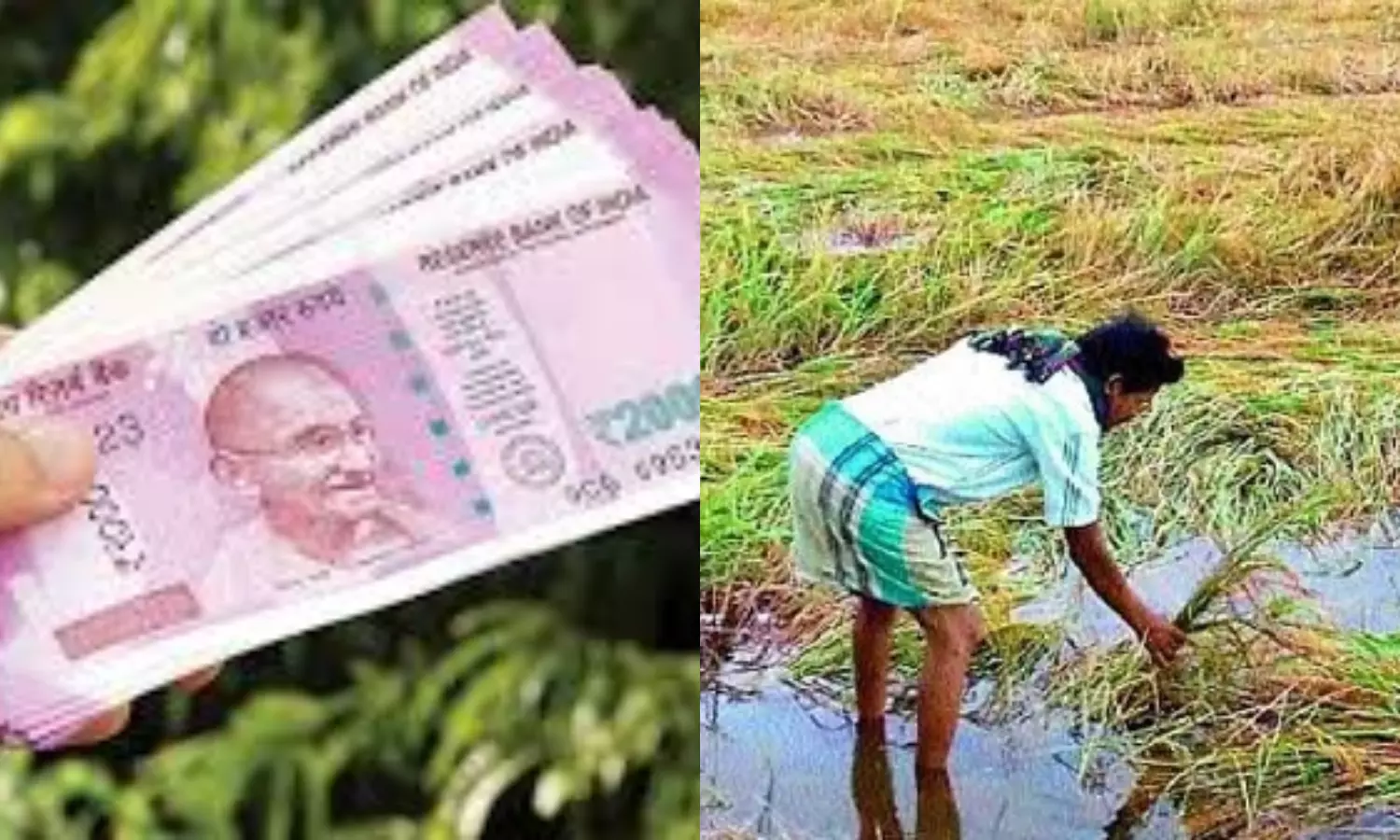 Crop Damage Compensation Deposit of Rs. 10 thousand into the account soon Minister Ponguleti Srinivas Reddys key announcement