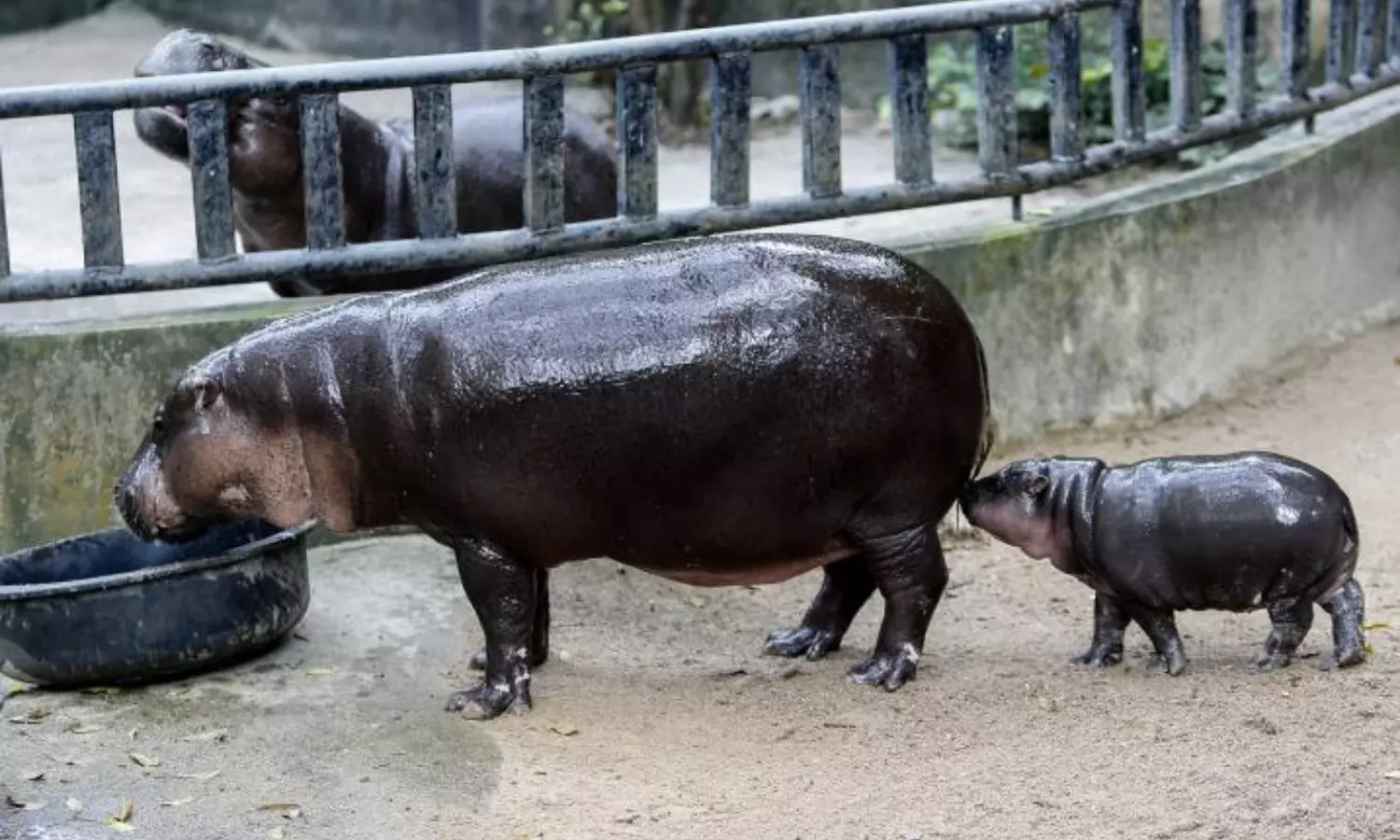 baby hippo attracts huge crowds to zoo in thailand viral video