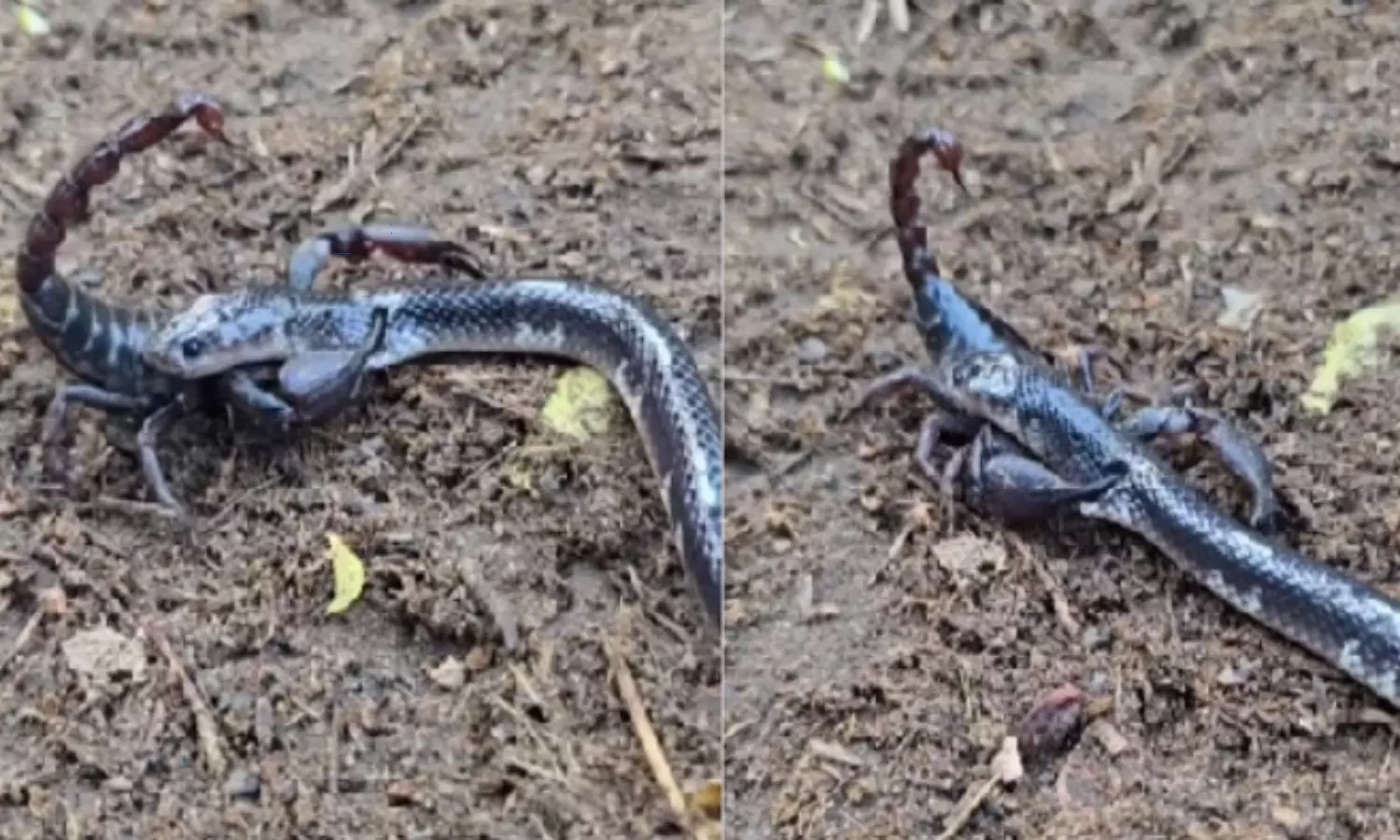 Fight Between Snake and Scorpion Video Goes Viral in Social Media