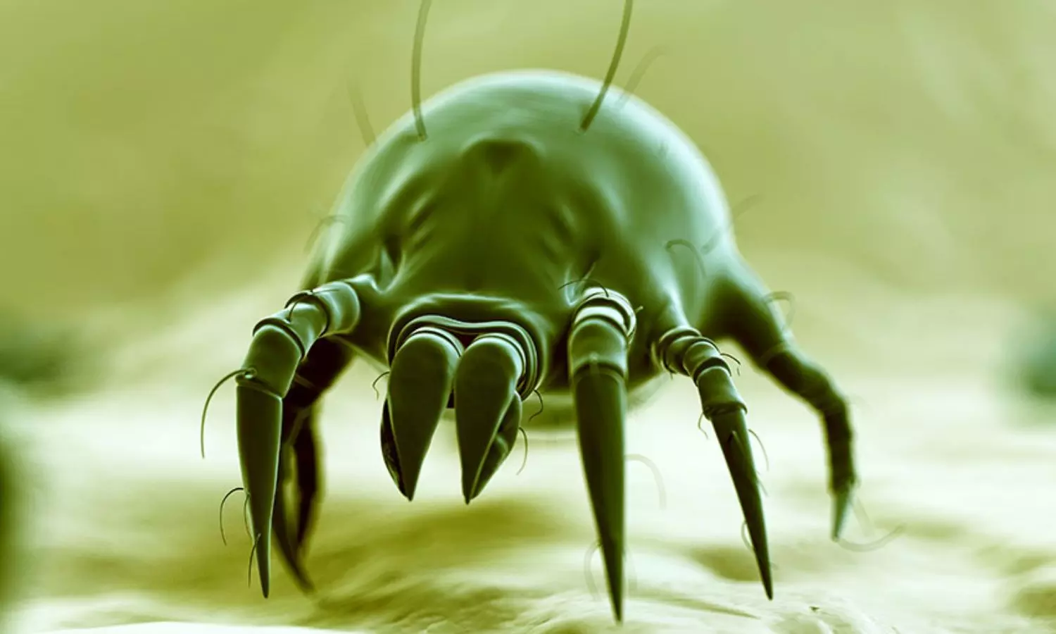 Dust Mite