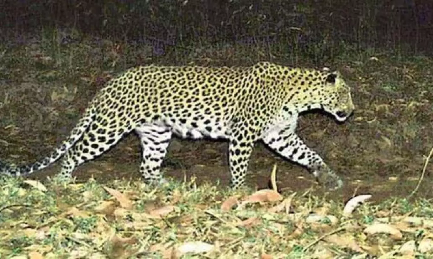 Leopard In Tirumala