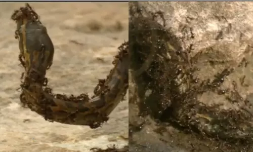 Viral Video Viral Video