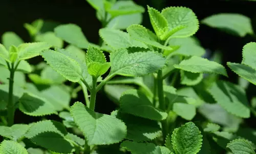 Ajwain Leaves health benefits with in telugu Ajwain Leaves health benefits with in telugu