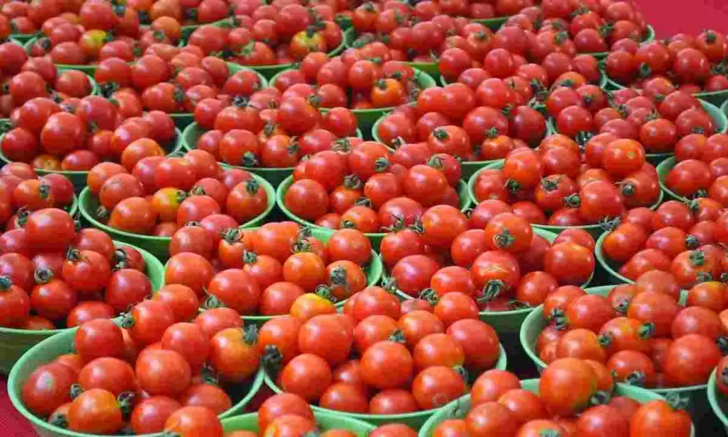 Tomato Price: పండుగ వేళ షాకిస్తోన్న టమాట ధర.. సెంచరీ దాటేసిందిగా.. అసలు కారణం ఇదేనంట?