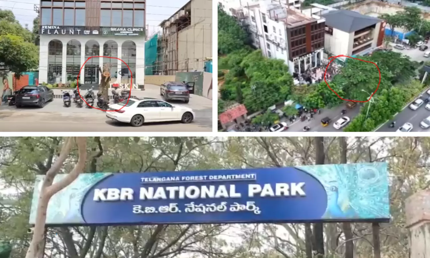 Removal of Tree Near KBR National Park