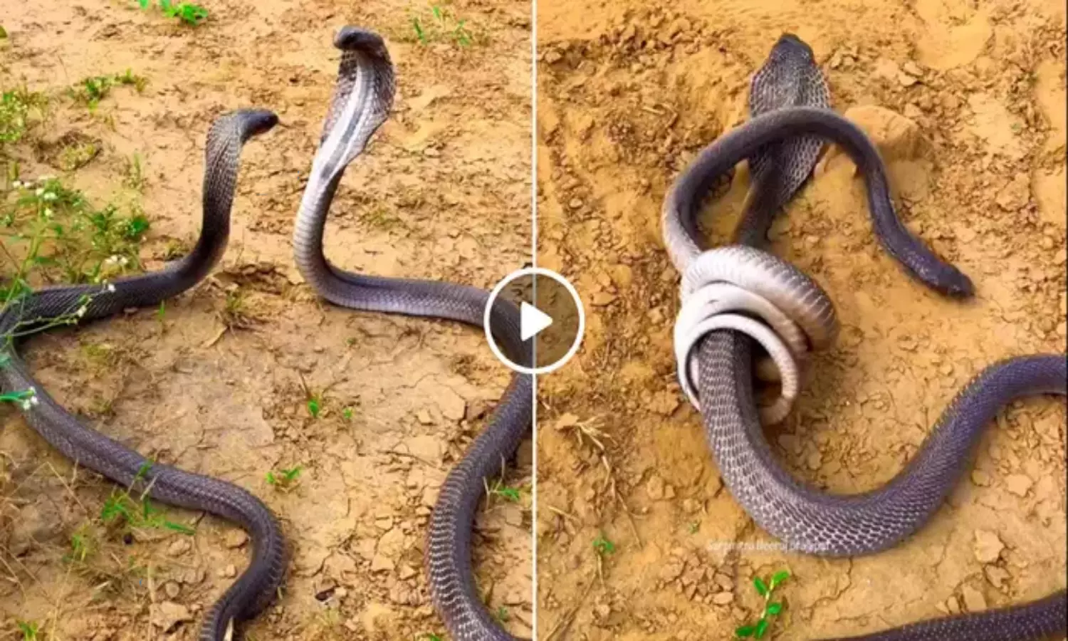 Two Snakes Fight Each Other Video Goes Viral in Social Media