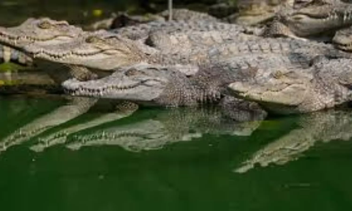 Crocodile: ఈ దేశంలో మొసలిని కైమా చేసి లొట్టలేసుకుంటూ తినేస్తారు..రక్తం అమ్మేస్తారు.. ఇదెక్కడి వింత టేస్టు రా బాబు