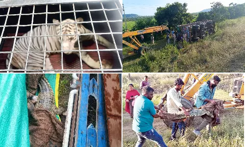 Wild Animal Transport Lorry Overturns in Nirmal Wild Animal Transport Lorry Overturns in Nirmal