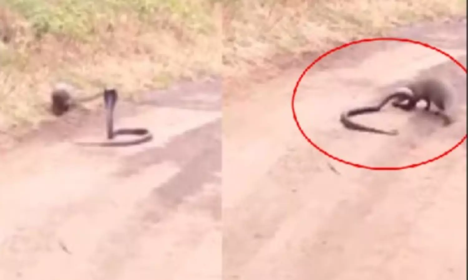 Snake and Mongoose Fight on Road Video Goes Viral on Social Media