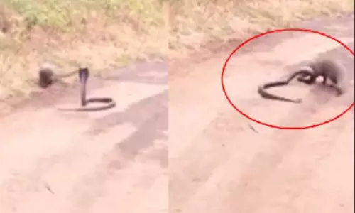 Snake and Mongoose Fight on Road Video Goes Viral on Social Media