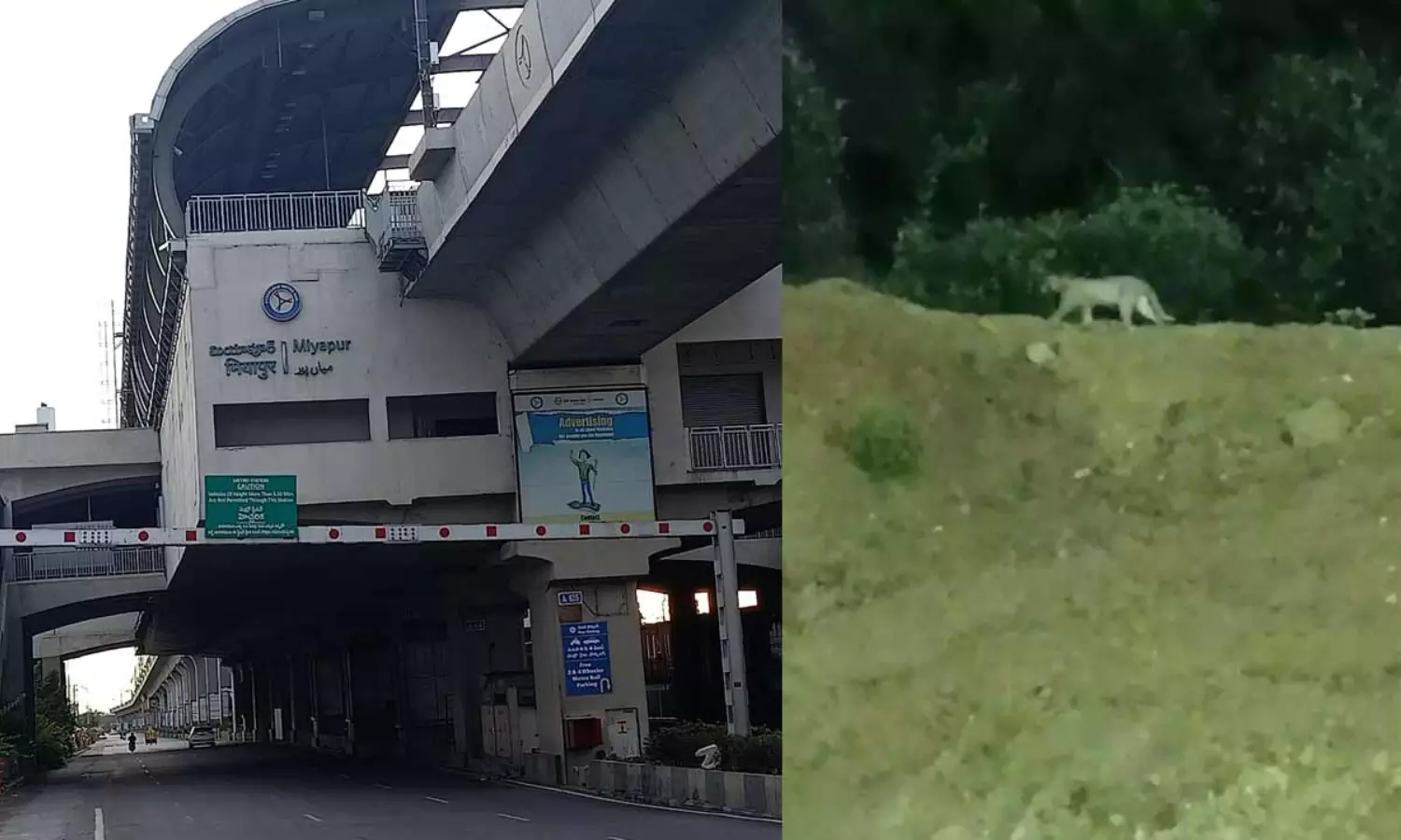 A video of a leopard behind Miyapur metro station has gone viral on social media