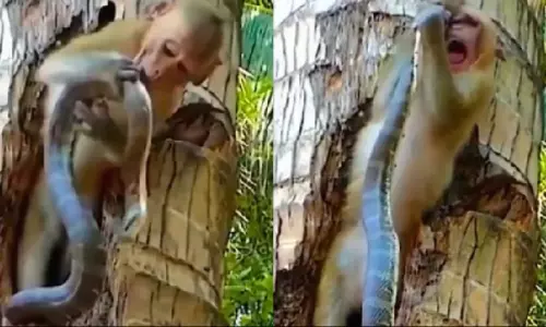 Viral Video: పాముతో చెలగాటమాడిన కోతి.. ఏది గెలిచింది? షాకింగ్ వీడియో Viral Video: పాముతో చెలగాటమాడిన కోతి.. ఏది గెలిచింది? షాకింగ్ వీడియో