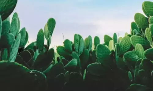 Optical illusion: మీ కంటి చూపు టెస్ట్ చేసుకోండిలా.. ఇందులో పిల్లిని కనిపెట్టండి చూద్దాం Optical illusion: మీ కంటి చూపు టెస్ట్ చేసుకోండిలా.. ఇందులో పిల్లిని కనిపెట్టండి చూద్దాం