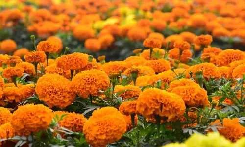 Flowers Business: ఇవి పూల తోటలు కావు.. రైతులకు కాసుల పంటలు Flowers Business: ఇవి పూల తోటలు కావు.. రైతులకు కాసుల పంటలు