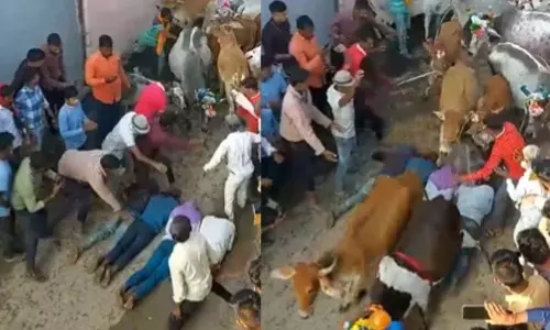 Viral Video: దీపావళి వేళ వింత ఆచారం.. ఆవులతో తొక్కించుకునే సంప్రదాయం, ఎక్కడో తెలుసా? Viral Video: దీపావళి వేళ వింత ఆచారం.. ఆవులతో తొక్కించుకునే సంప్రదాయం, ఎక్కడో తెలుసా?