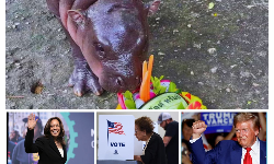 US Elections 2024: అమెరికా ప్రెసిడెంట్ ఎవరో అప్పుడే చెప్పేసిన బేబి హిప్పో