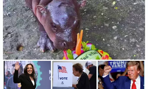 US Elections 2024: అమెరికా ప్రెసిడెంట్ ఎవరో చెప్పేసిన బేబి హిప్పో
