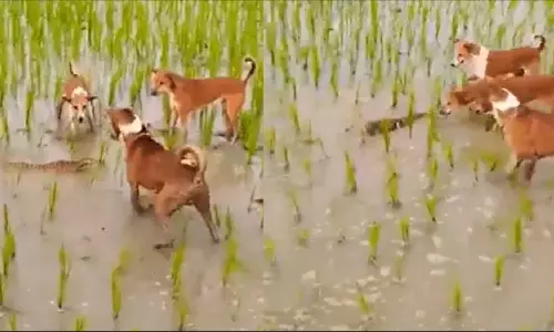 Viral Video: ముంగిసకు, కుక్కలకు భీకర యుద్ధం.. చివరికి ఏమైందంటే..