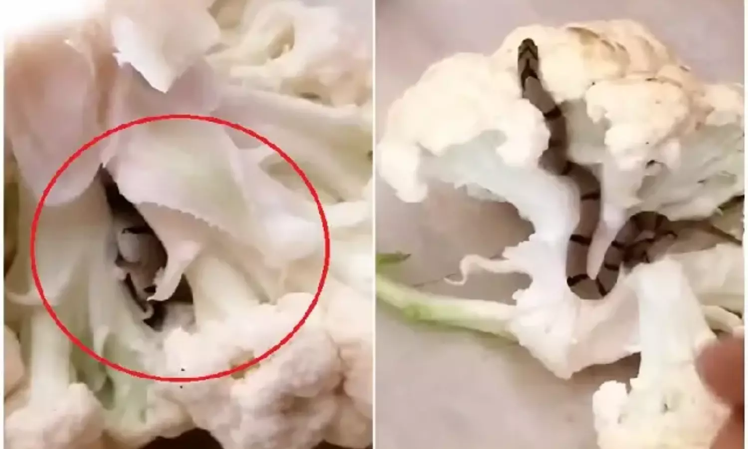 Snake Found Inside Cauliflower Shocking Viral Video on Social Media Take Precautions While Cutting Vegetables