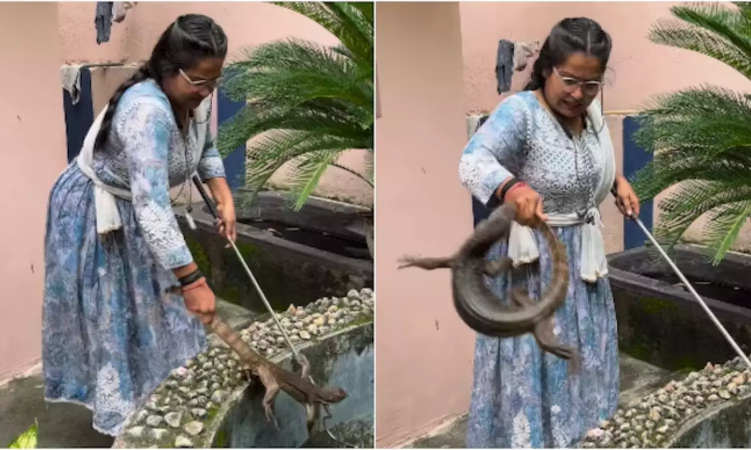 Viral Video  Woman Holds Monitor Lizard With Hands