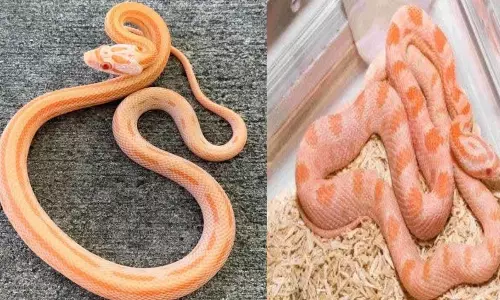 Snakes Create A Stir At Shamshabad Airport Snakes Create A Stir At Shamshabad Airport