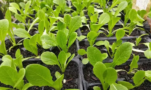 Winter Tips: చలికాలంలో ఈ ఆకుకూరలు తినకూడదని మీకు తెలుసా?